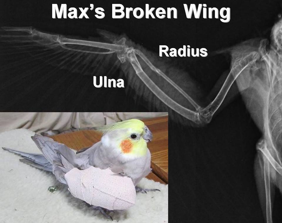 Broken Wing
